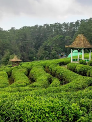 Kebun Teh Ciater - Subang