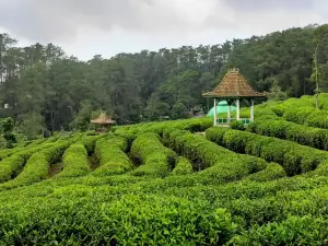 Kebun Teh Ciater - Subang