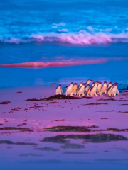 Penguin Watch