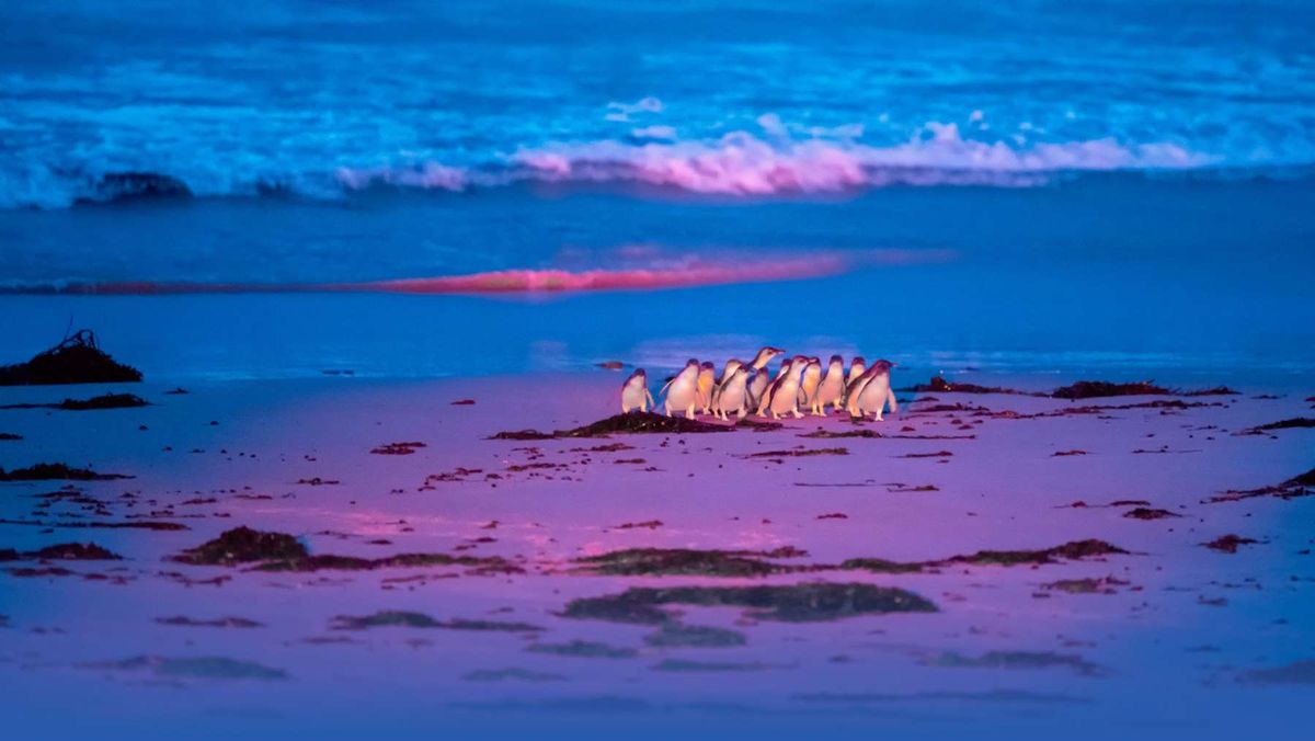 Penguin Watch