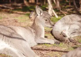 月光保護區野生動物保育公園