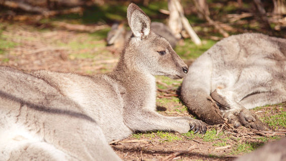 Moonlit Sanctuary Wildlife Conservation Park