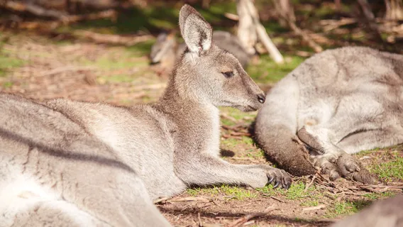 Moonlit Sanctuary Wildlife Conservation Park