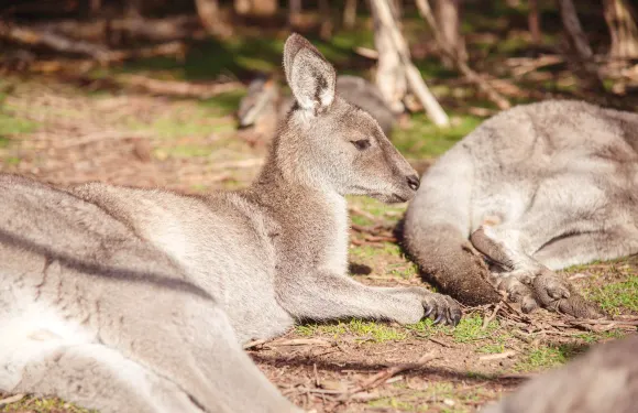 月光保護區野生動物保育公園門票+樹熊近距離接觸體驗成人
