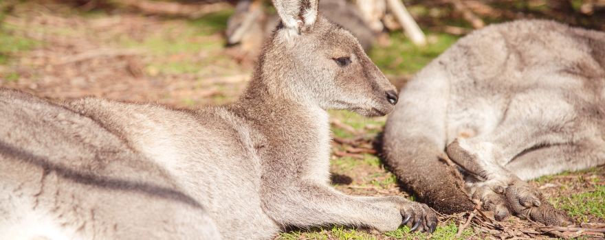 Moonlit Sanctuary Wildlife Conservation Park