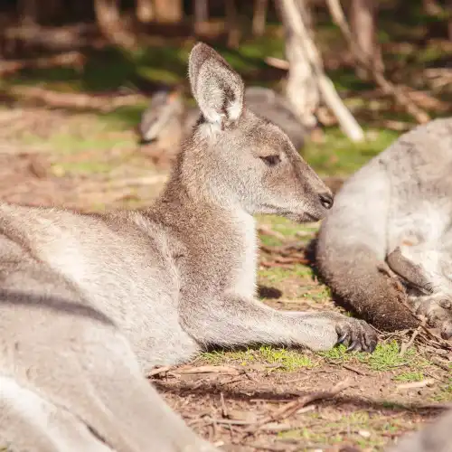 Moonlit Sanctuary Wildlife Conservation Park