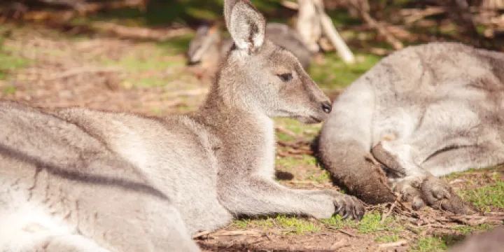 月光保護區野生動物保育公園