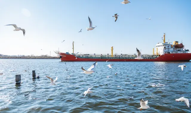 Seagulls Viewing in Tianjin