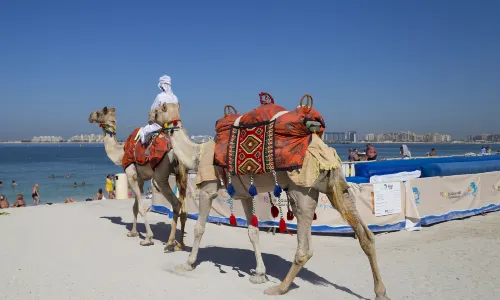 Camel Riding in Dubai