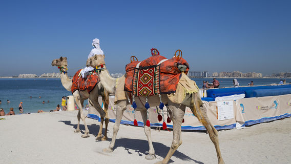 Camel Riding in Dubai