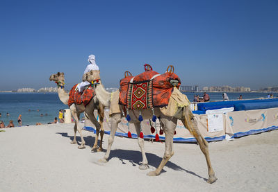 Escursioni in cammello a Dubai