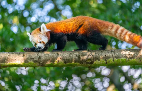 布萊多普動物園門票成人