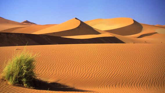 Namib Desert