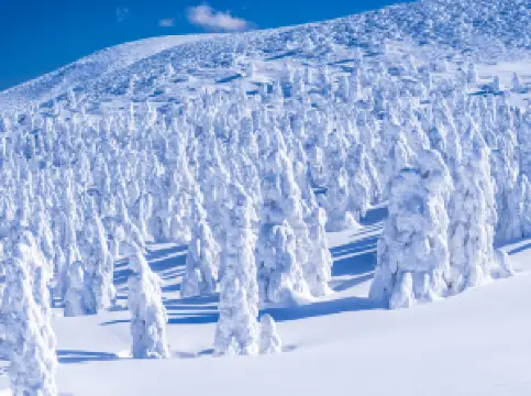 Frost-covered Trees in Zaō Mountains
