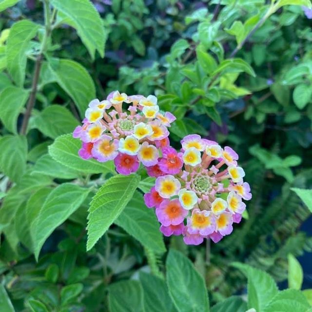 $1100 包四餐星馬菜 下午茶