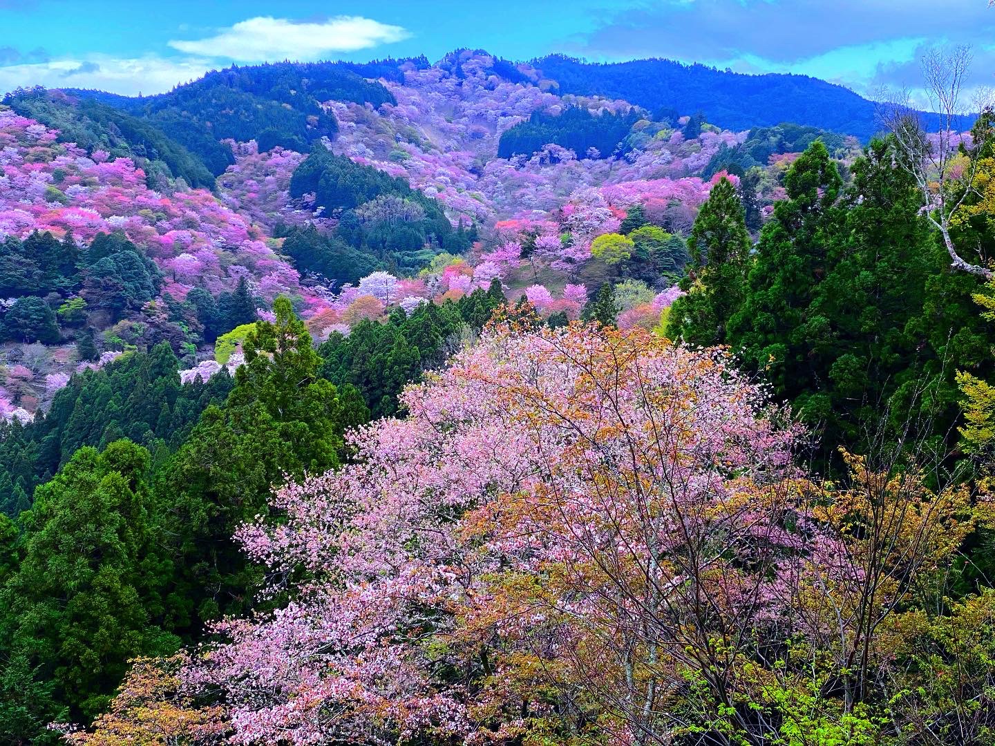吉野の山桜！ | Trip.com 吉野町