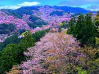 吉野の山桜！