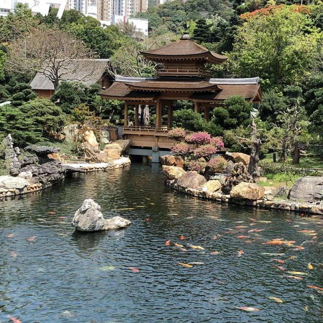 Quiet Paradise in the heart of Hong Kong