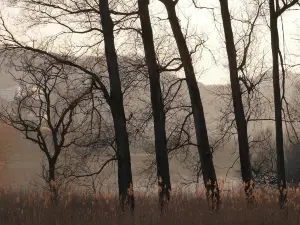 紫蓬山國家森林公園