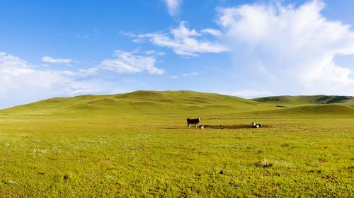 Xilingol Grassland