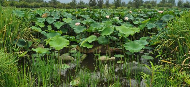 Qionghai National Wetland Park
