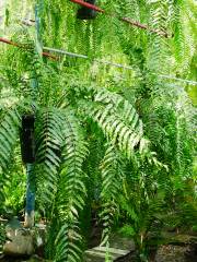 三段池ラビハウス 植物園(福知山市都市緑化植物園)