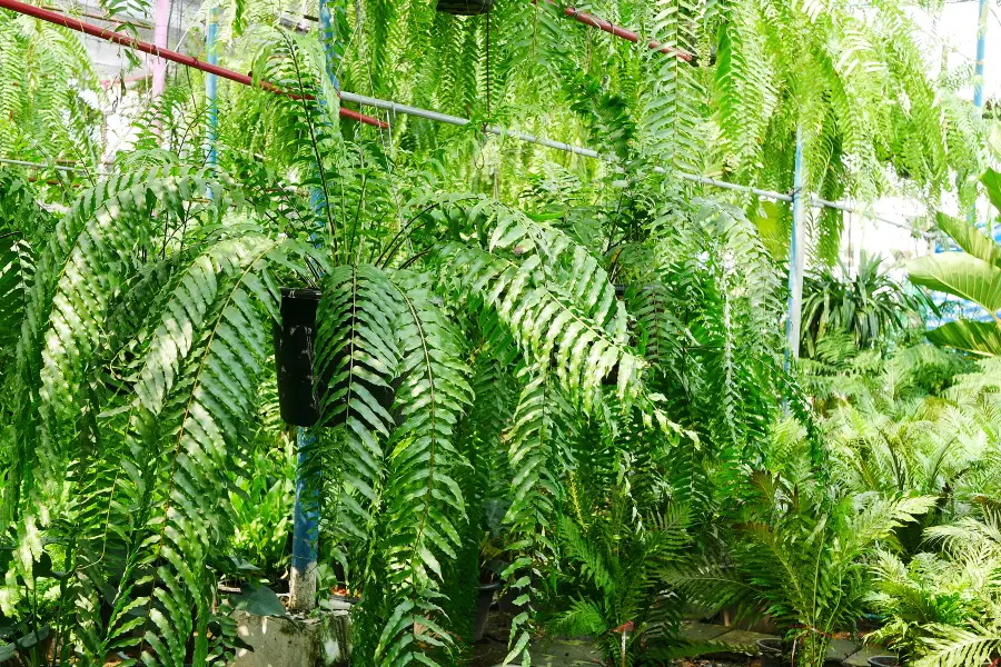 Botanical Garden of Urban Greening
