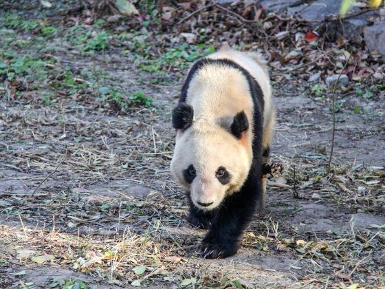 Bifengxia Panda Reserve