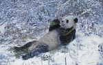 Wolong Giant Panda Nature Reserve