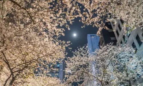 日本橋