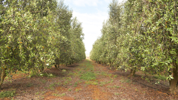 Olyvenbosch Farm