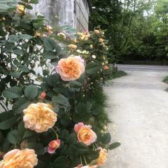 閱味草堂張用戶圖片