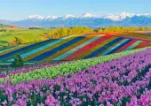 【北海道自由行】一文睇清北海道行程安排、住宿推薦、好玩景點、滑雪賞花 2025  最強攻略