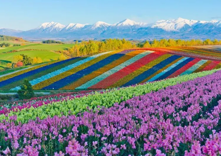 【北海道自由行】一文睇清北海道行程安排、住宿推薦、好玩景點、滑雪賞花 2026  最強攻略