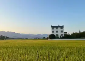 萬畝稻田
