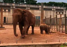 小象動物遊樂園