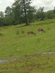 Kinnerasani Deer Park