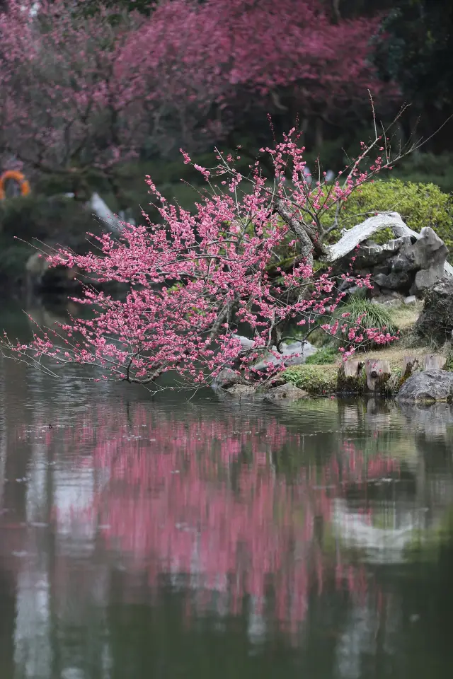 Plum Blossom Viewing in Hangzhou