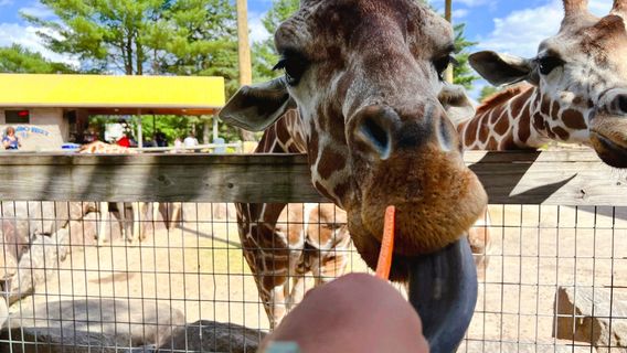 Wildwood Wildlife Park Zoo & Safari