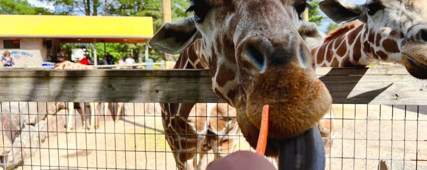 Wildwood Wildlife Park Zoo & Safari