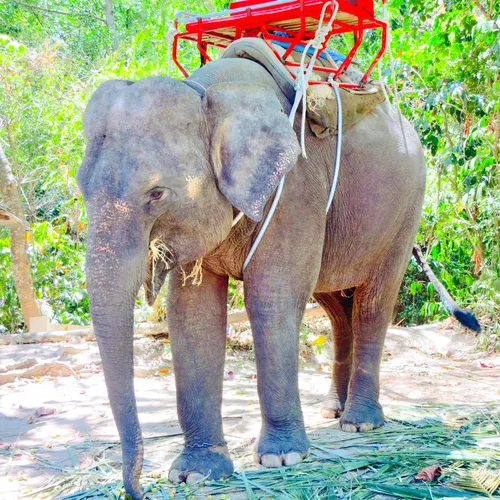 Island Safari Phuket