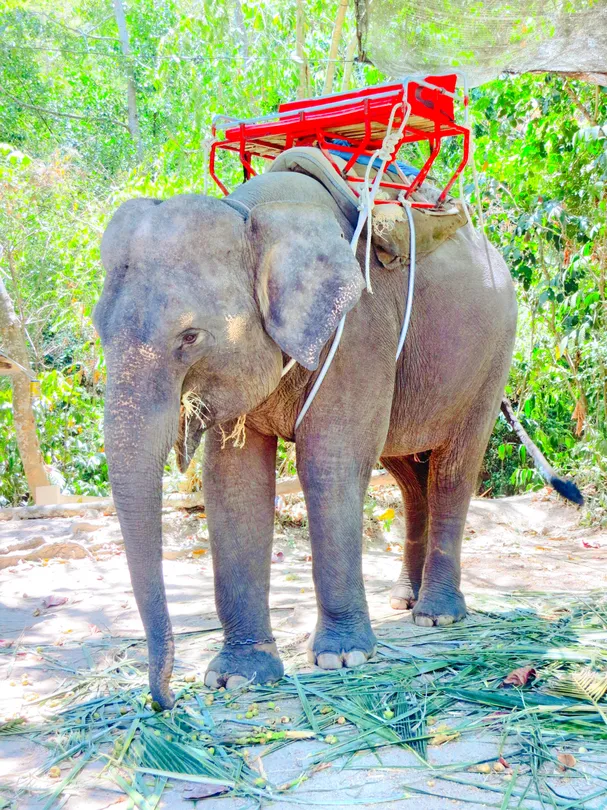 1_普吉沙法裏象園