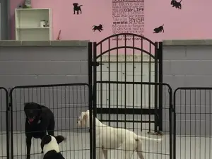 Good Shepherd Veterinary Hospital