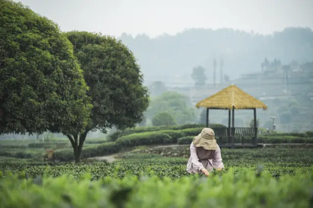 Tea Harvesting in Sichuan