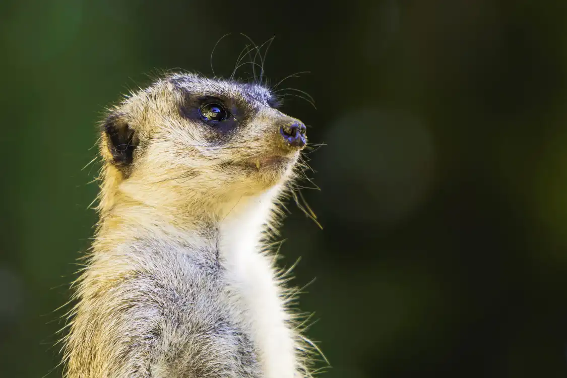 Hotels near San Francisco Zoo