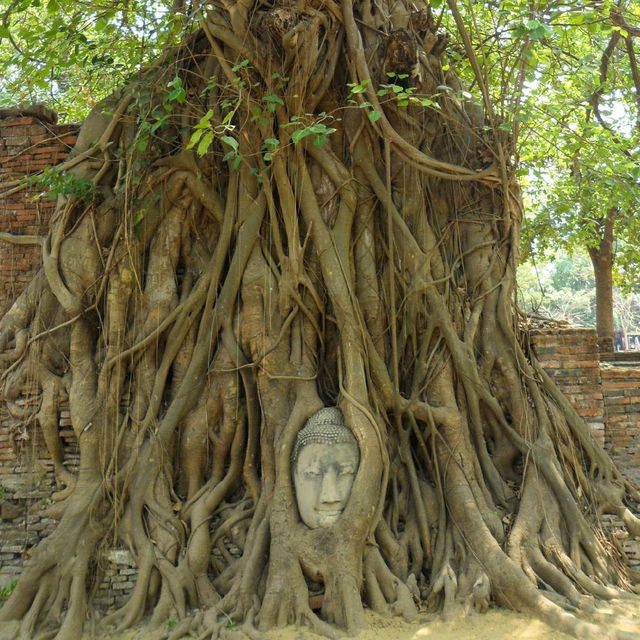 Iconic Buddha Head In Tree Roots