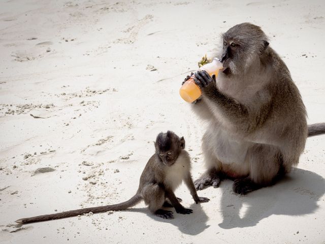 Monkey Beach Phuket