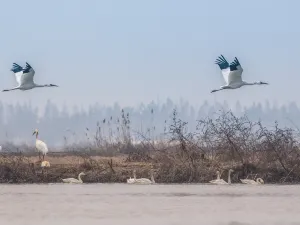 Bird Watching in Jiujiang