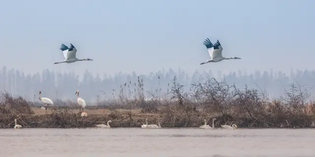 Bird Watching in Jiujiang