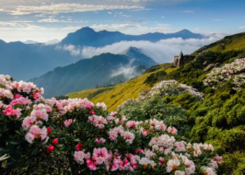 高雄飛花蓮的時間